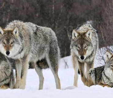 نۆ گورگ لە باخچەیەكی ئاژەڵان لەفەڕەنسا ڕادەکەن