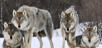 نۆ گورگ لە باخچەیەكی ئاژەڵان لەفەڕەنسا ڕادەکەن