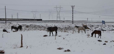 Di zivistanê de çîroka hespên serberdayî