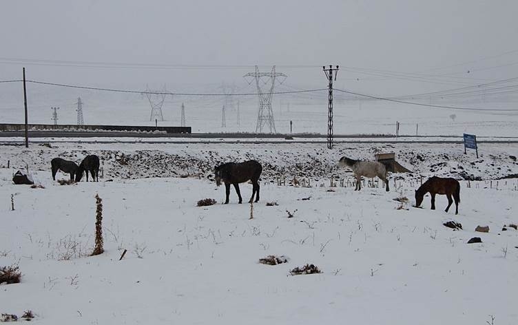 Di zivistanê de çîroka hespên serberdayî