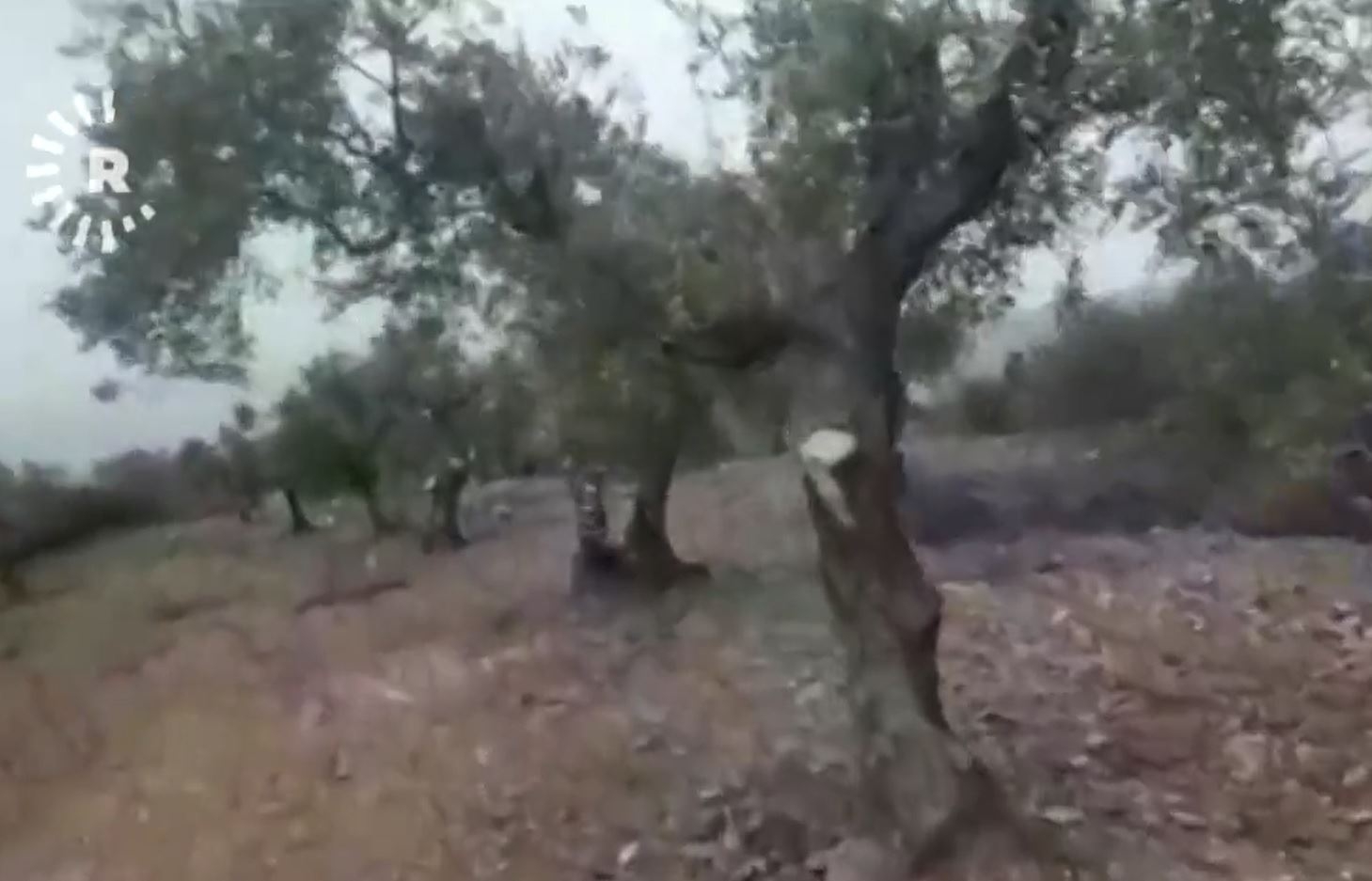 Çekdarên opozisyona Sûriyê 170 darzeytûn li gundekî Efrînê birîn