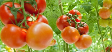 لهذا السبب.. احذر تناول الطماطم قبل النوم