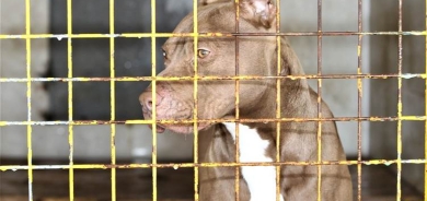 Li Wanê kûçikên Pit bull tên komkirin
