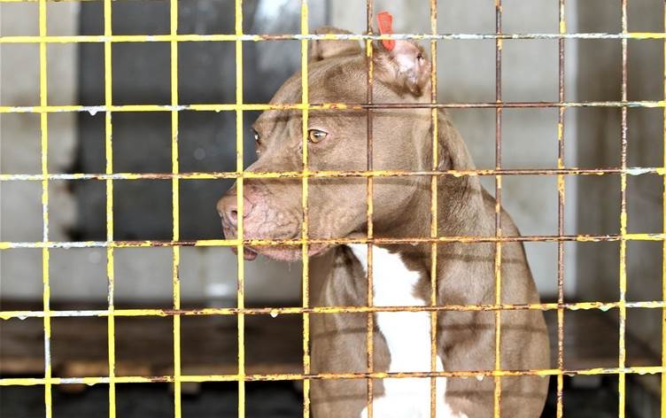 Li Wanê kûçikên Pit bull tên komkirin