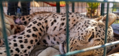 مسرور بارزاني يوجّه الحكومة المحلية في دهوك بالعناية بـ 