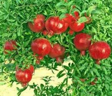 بێگەرد تاڵەبانی: قەدەغەكردنی هەناردەی هاوردە لە دەرەوە بۆ ناو هەرێم هەڵگیرا