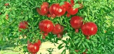 بێگەرد تاڵەبانی: قەدەغەكردنی هەناردەی هاوردە لە دەرەوە بۆ ناو هەرێم هەڵگیرا