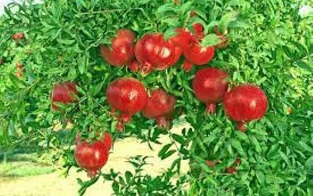 بێگەرد تاڵەبانی: قەدەغەكردنی هەناردەی هاوردە لە دەرەوە بۆ ناو هەرێم هەڵگیرا