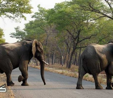 ژنێك و منداڵەکەی لە هێرشی فیلێكدا گیانیان لەدەستدا