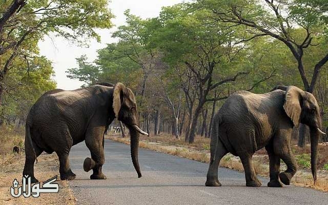 ژنێك و منداڵەکەی لە هێرشی فیلێكدا گیانیان لەدەستدا