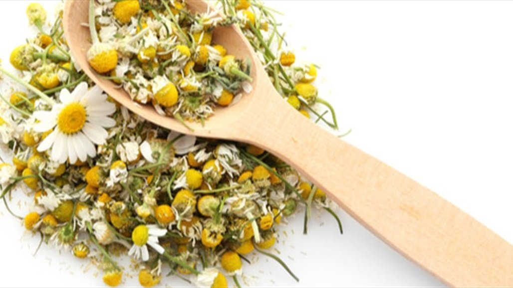 عشبة البابونج.. فوائد لا تحصى بوصفات بسيطة