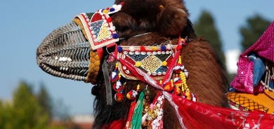 Animal rights activists slam Turkish camel wrestling festival