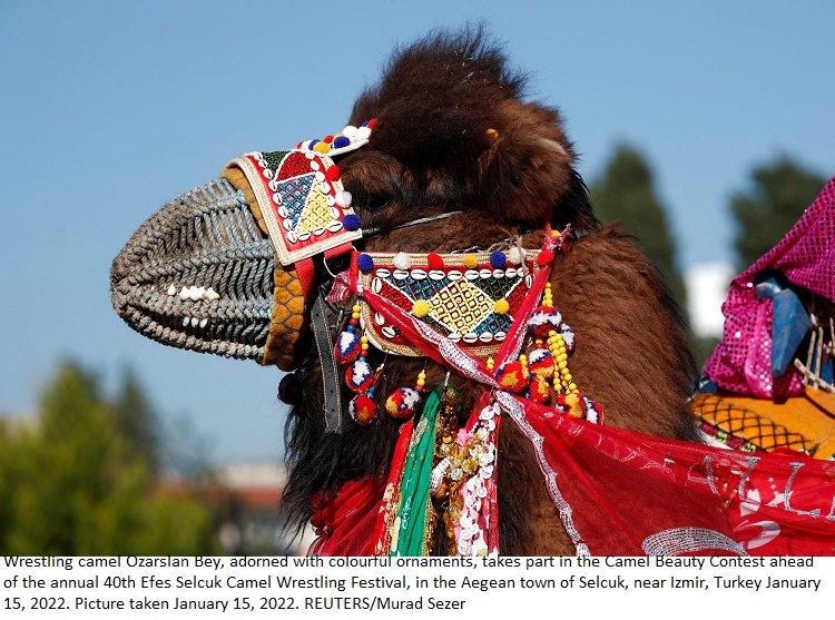 Animal rights activists slam Turkish camel wrestling festival
