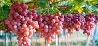 دراسة: العنب يحسن صحة القلب