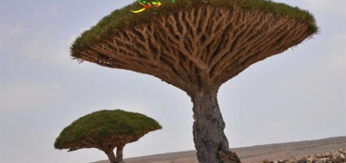 داری سەر بە كڵاو