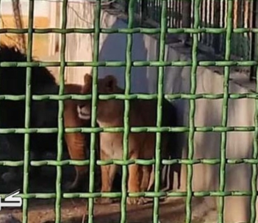 باخچەی ئاژەڵانی ئەراک: دوو شێر پاسەوانێك دەکوژن و لە قەفەزەكانیان هەڵدێن