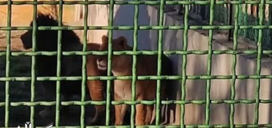 باخچەی ئاژەڵانی ئەراک: دوو شێر پاسەوانێك دەکوژن و لە قەفەزەكانیان هەڵدێن