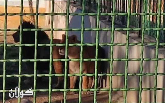 باخچەی ئاژەڵانی ئەراک: دوو شێر پاسەوانێك دەکوژن و لە قەفەزەكانیان هەڵدێن