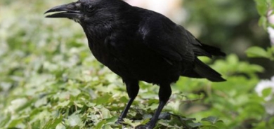 ڕاهێنان بە باڵندە دەكرێت بۆ پاككردنەوەی شەقامەكان