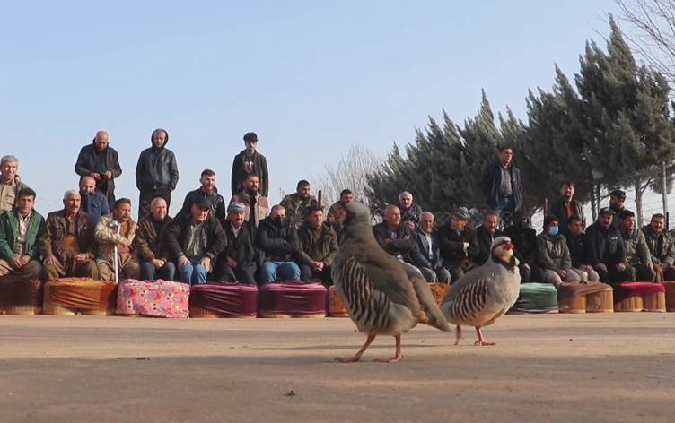 Li Zaxoyê şerê hovane yê kewan