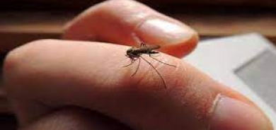 دراسة مثيرة: لون قميصك يجذب البعوض