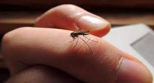 دراسة مثيرة: لون قميصك يجذب البعوض