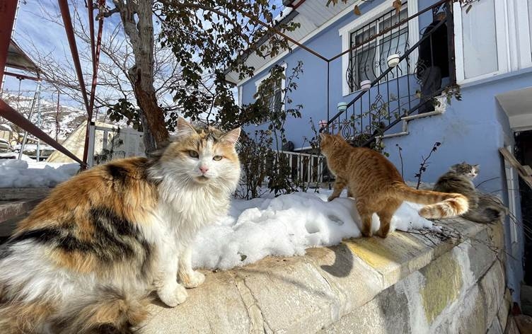 Havîngeh ji bo pisîkan bûye stargeh