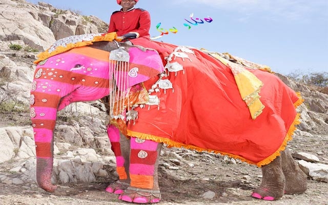 ڕازاندنەوەی فیل وەك ئوتۆمبێل