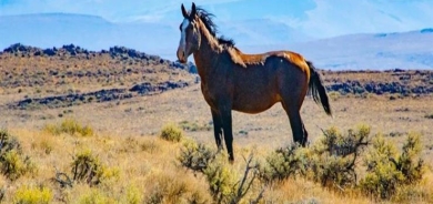 كيف تتنبأ الحيوانات بالكوارث قبل وقوعها؟