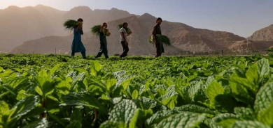 خضار ورقي.. غسله يجلب ضررا أكثر من المنفعة