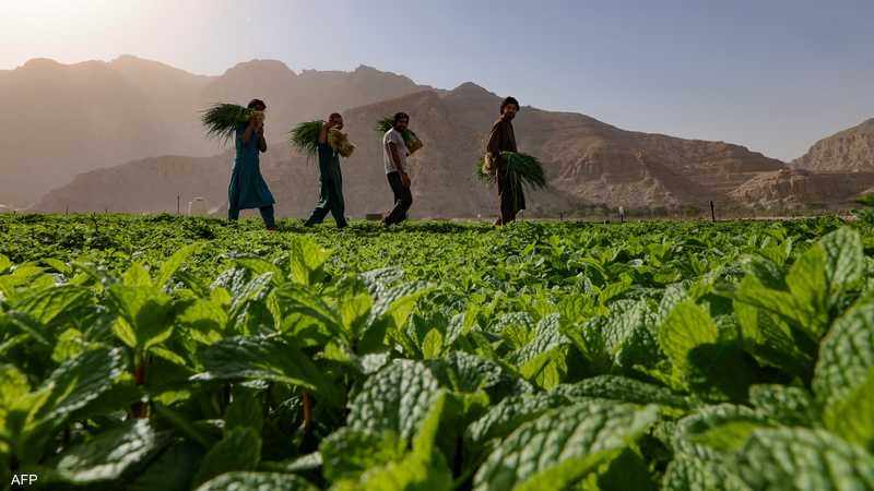 خضار ورقي.. غسله يجلب ضررا أكثر من المنفعة