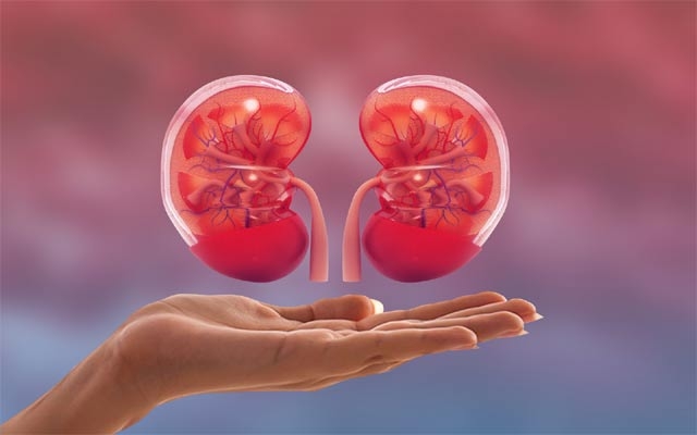 چۆن گورچیلەكانت دەپارێزیت؟