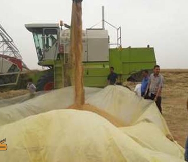 ئەمڕۆ جووتیاران  دەتوانن پارەی گەنمی ساڵی 2021 وەردەگرن