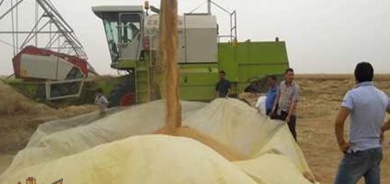 ئەمڕۆ جووتیاران  دەتوانن پارەی گەنمی ساڵی 2021 وەردەگرن