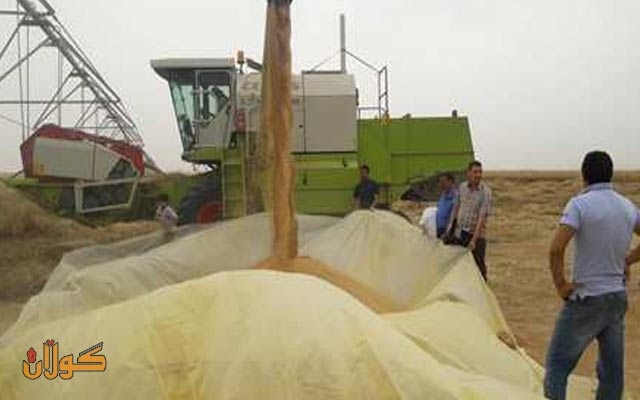 ئەمڕۆ جووتیاران  دەتوانن پارەی گەنمی ساڵی 2021 وەردەگرن