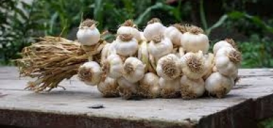 لتخفيض الكوليسترول والوقاية من مخاطره.. تناولوا هذا العدد من الثوم