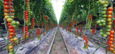 دار تەماتەی باڵدار