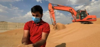 وزير الزراعة: إنتاج القمح العراقي سينخفض في 2022