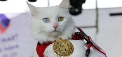 Li Wanê Şaciwana Pisîkan hat hilbijartin