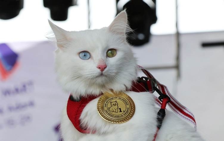 Li Wanê Şaciwana Pisîkan hat hilbijartin