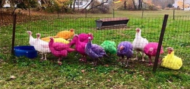 نمایشی باڵندەی خۆماڵیی ڕەنگاوڕەنگ