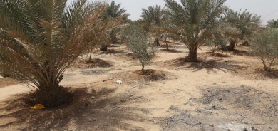 Iraq 'green belt' neglected in faltering climate fight