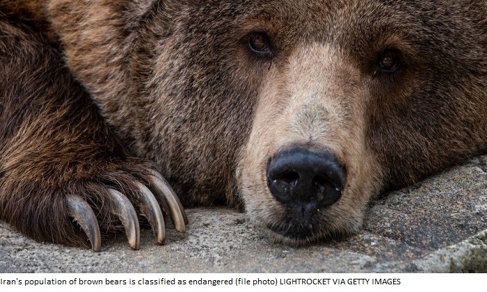 Iran arrests man after brown bear is beaten to death