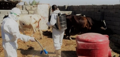 إجراءات من زراعة كوردستان لمنع تفشي ‹الحمى النزفية›