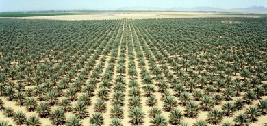 Iraq rejects Saudi initiative to plant 15 thousand square kilometers of Iraqi desert