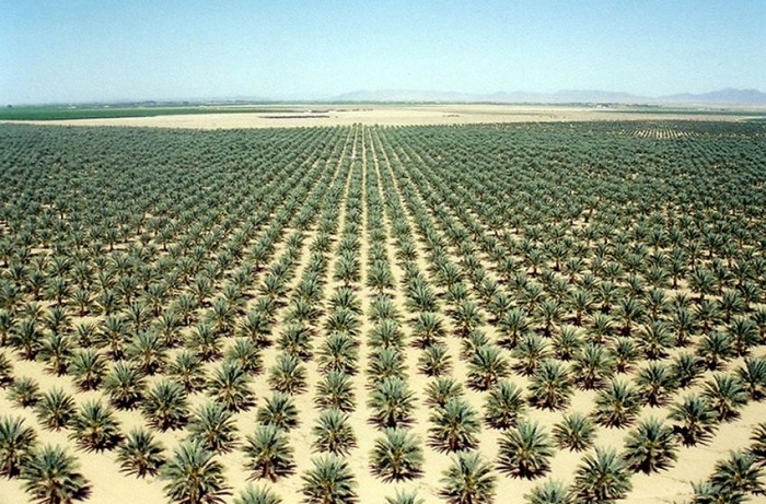 Iraq rejects Saudi initiative to plant 15 thousand square kilometers of Iraqi desert