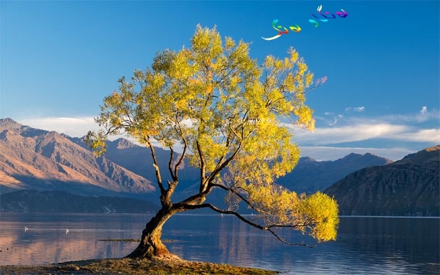 دارە تاقانەكەی دەریاچەی وانەكا