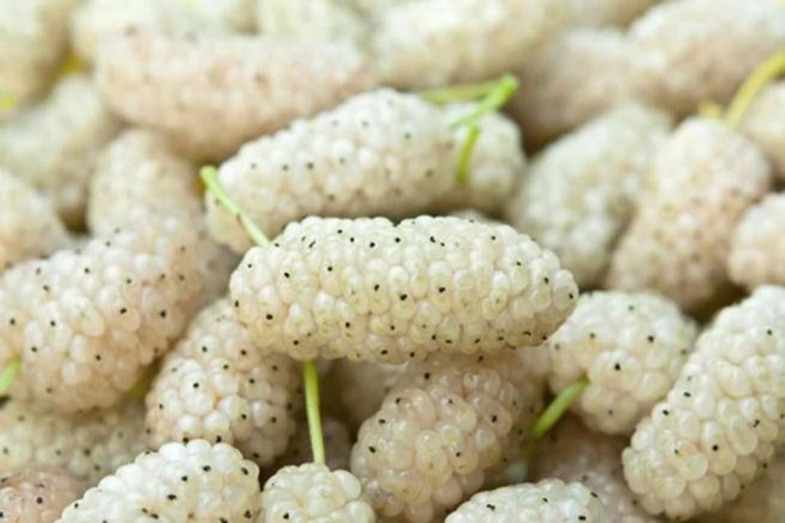 هل التوت يزيد الوزن؟.. إجابة صادمة