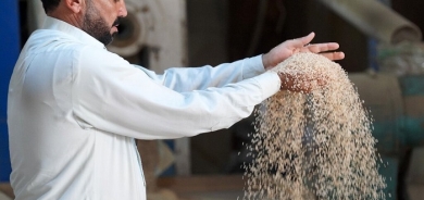 Iraq's prized rice crop threatened by drought