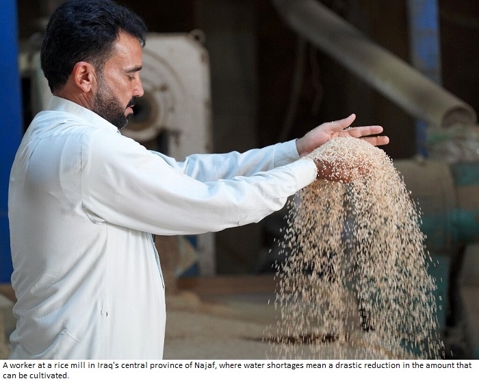Iraq's prized rice crop threatened by drought